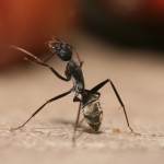 Tabiiyyecilerin Ve Müneccimlerin Karıncaya Benzetilmesi