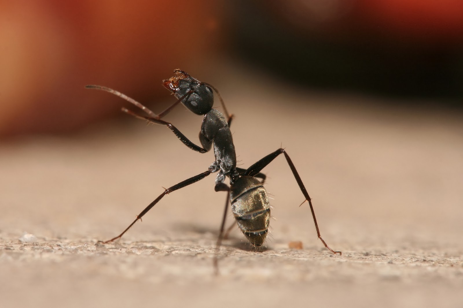 Tabiiyyecilerin Ve Müneccimlerin Karıncaya Benzetilmesi