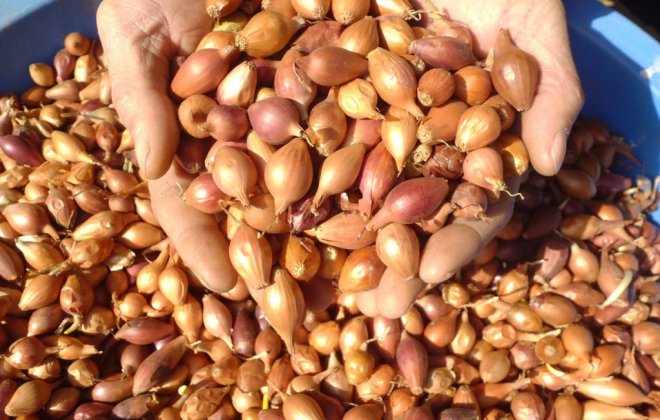 Rüyada Arpacık Soğan Görmek Rüyada Arpacık Soğan Görmek
