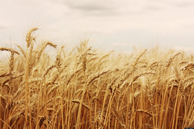 Rüyada Buğday Görmek Ne Demek