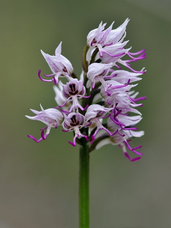 Rüyada Tavşan Otu Görmek Ne Demek