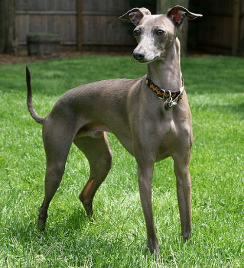 Rüyada Tazı Görmek Ne Demek