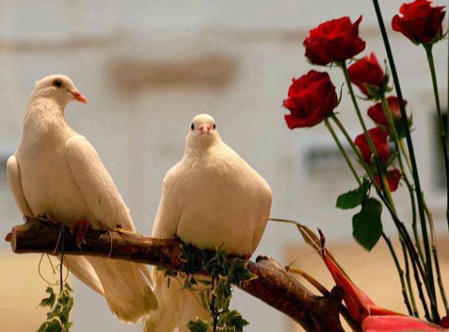 kisinin-munafiga-ey-efendim-demesi-ile-ilgili-hadisler