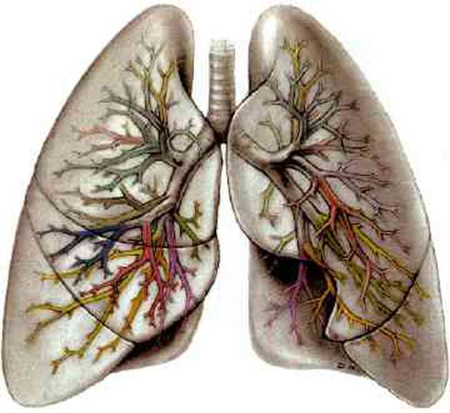 Akciğer Hastalıklarının Sebebi Nelerdir ?