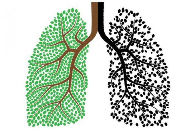 Organlar Nasıl Temizlenir ?