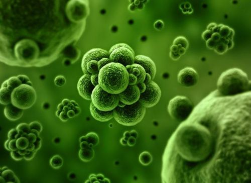 Parazitlerin Sebepleri Nelerdir ?