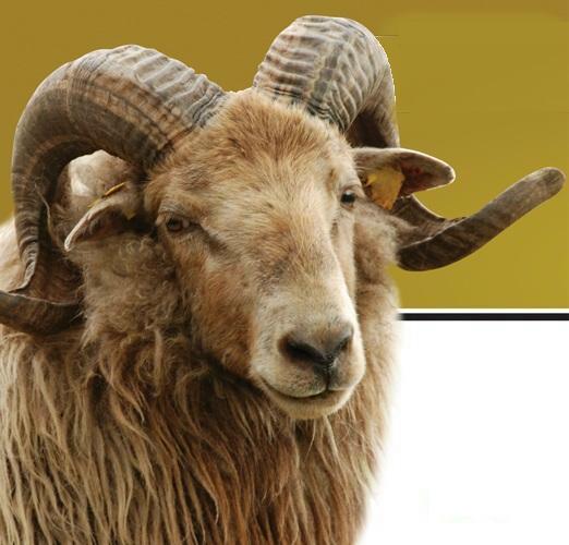 Akika Kurbanı Amacı Nedir ?