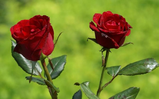 most beautiful roses